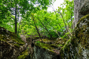 Fototapeta na wymiar Large boulders covered by moss & overgrown by forest trees & plants. Shot in Valley of Ghosts, near Alushta, Crimea