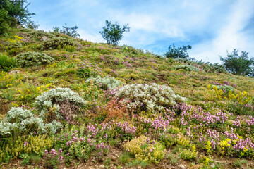Fototapeta na wymiar Flower meadow on mountain slope. Some of plants is possible to see only here as they prefer grow in high places. Shot in Valley of Ghosts, near Alushta, Crimea
