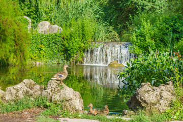 Fototapeta na wymiar A family of ducks gets out of the forest lake ashore. One of them climbed onto a stone. Lake with a waterfall in the background