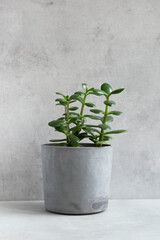 green home plant succulent plant Crassula ovata known as Jade Plant or Money Plant in concrete pot on gray background