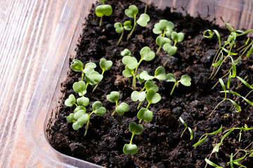 arugula sprouts in the ground close-up, selective focus, concept of healthy food and proper nutrition, arugula seedlings in a plastic container on a wooden table, growing greenery