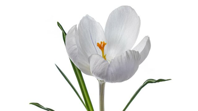 Blooming of beautiful white crocus flower on white background. timelapse. Holiday, love, birthday, Easter design backdrop. 4K Cloud Dancer, Color of the Year 2026	