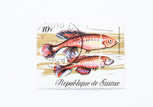 Guinea Republic Postage Stamp. circa 1971. aphyosemion sjoestedti. 