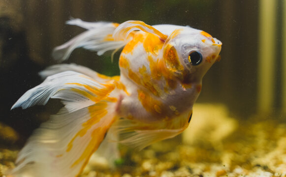 Sick goldfish swims upside down in aquarium.