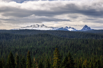 Diamond Peak Forest Landscape, Oregon