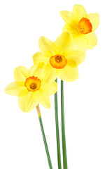 Bouquet of three yellow narcissus flowers with green leaves, white background.