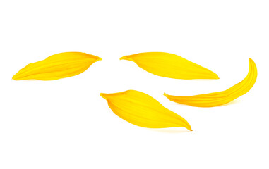 Fototapeta premium Beautiful yellow petals isolated on a white background, sunflower petals.