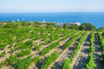 Vineyard located next to the sea. Plants are generously flooded with sunlight