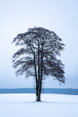Baum im sneefeld