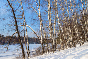 Birch forest in winter. Trees lined up along the edge of a snow-covered frozen lake or river