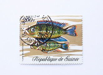 Guinea Republic Postage Stamp. circa 1971. tilapia melanopleura. Redbelly tilapia