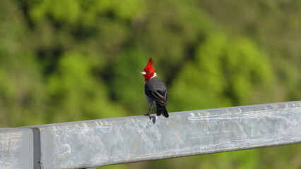 Kauai, the garden island of Hawaii