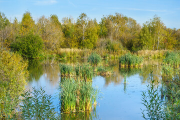 Forest lake overgrown with reed islands. There are birches and other trees along the banks