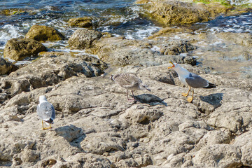 Sea gull protecting her chick (in center) from other bird. She screams loudly and looks very angry. Seashore on background