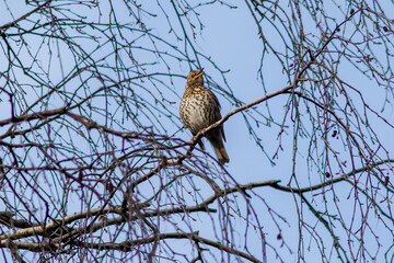 Fieldfare (Turdus pilaris)
