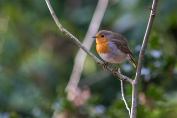 European robin (Erithacus rubecula)	
