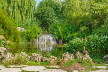 Fototapeta na wymiar Park landscape from Botanical Park named after Bagrov, Simferopol, Crimea. Forest lake with waterfall in middle of green wall of trees. Family of ducks near shore. One of them proudly looks from stone