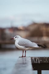 Urban Gull