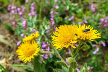 Bright yellow flowers of Inula in summer field. Some beetle crawling & feeding by pollen