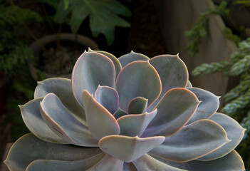 Exotic succulent plants. Closeup view of an Echeveria Perle von Nurnberg beautiful rosette of blue and gray leaves.