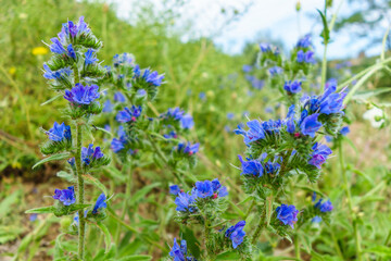 Fototapeta premium Flowers of Viper's Bugloss or Blueweed during their blossom period. Plant belong to Echium species