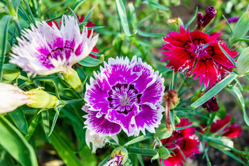 Flowers of Rainbow Pink or China Pink during their blooming period. All flowers have different colors. Classification name of plant is Dianthus chinensis