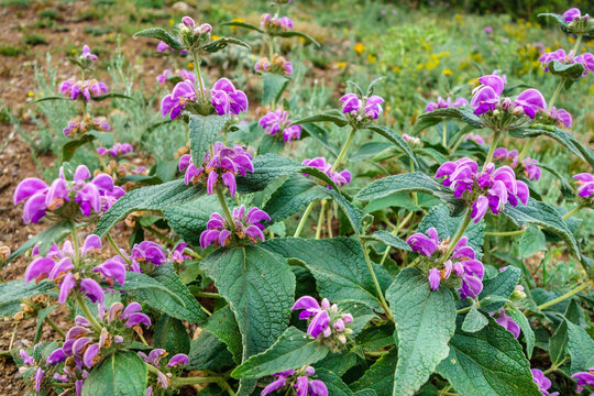 Flower of Jerusalem Sage or Lampwick Plant during their blossom period. Classification name is Phlomis