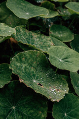 green leaves background
