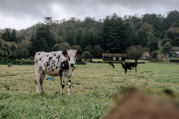 landscape with cows as protagonists