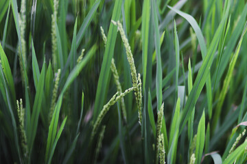 The Beauty of Fresh Rice Field in Indonesia in the Morning. Fresh Green Rice Field