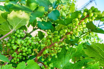 Close up view onto grape bunches during their ripening period