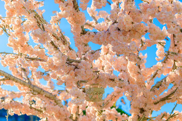 Decoration of blooming cherry flowers. Spring concept. Against the blue sky.