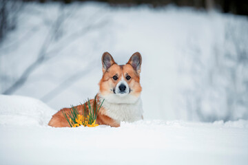 portrait of a cute corgi dog lying in the snow in the park next to a blooming yellow snowdrop in early spring