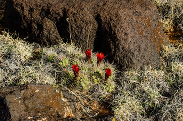 Flowering plants (Echinocereus sp.). Known commonly as the hedgehog cactus. Utah