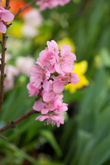 flowering branch of nectarine close up