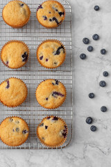 Top View of Homemade Blueberry Muffins on a Cooling Rack with Blueberries Scattered on White and Gray Counter