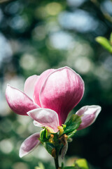 Beautiful Light Pink Magnolia Tree with Blooming Flowers during Springtime in English Garden, UK
