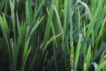 The Beauty of Fresh Rice Field in Indonesia in the Morning. Fresh Green Rice Field