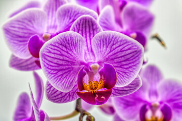 Naklejka na ściany i meble Organic Orchid
