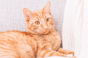 Fototapeta na wymiar Ginger cat is laying on sofa, calm and happy, perfect pet companion