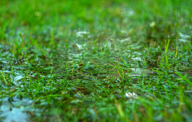 The green grass is covered with puddles on a summer day