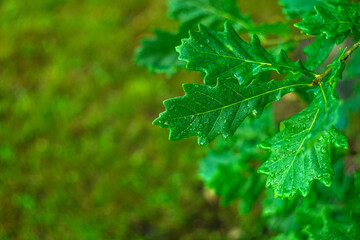Fototapeta na wymiar Green oak leaves in raindrops on a green background in a blur.Space for an inscription or logo.