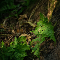 fern leaf in the forest
