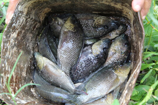 Tilapia Fish Catching From Pond GIFT Tilapia Fish Culture In India Hd