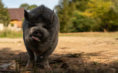 Funny decoration Farm pig looking at the camera with copy space