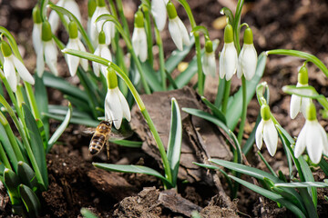 Bee looking for nectar on blooming common snowdrops (Galanthus nivalis) welcome spring. First blooming flower after winter.