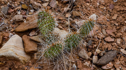 Cactus plants, Opuntia polyacantha in Little Wild Horse Canyon. San Rafael Swell, Utah
