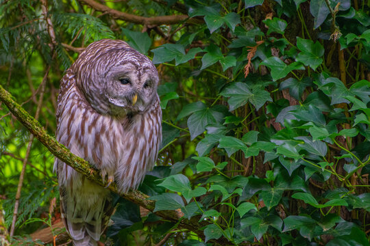 2021-03-02 A BAARD OWL SITTING IN A TREE WITH A LUSH GREEN BACKGROUND