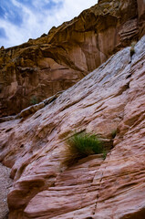 Bush of a drought tolerant plant on red rocks in a Little Wild Horse Canyon. San Rafael Swell, Utah