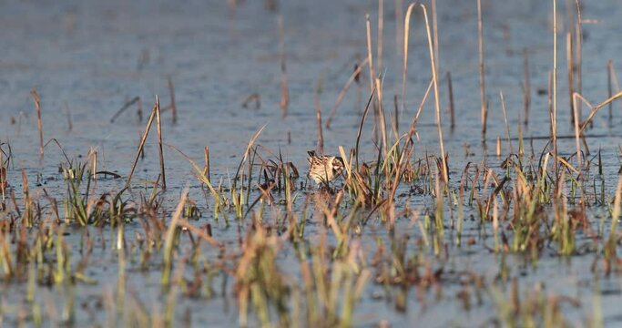 bruant des roseaux bagu&eacute; (Emberiza schoeniclus) cherchant de la nourriture sur la glace